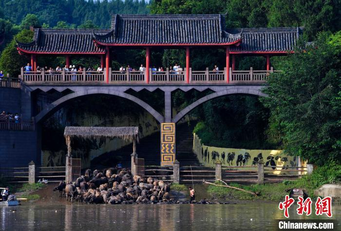 百牛渡江。　胡金喜 摄