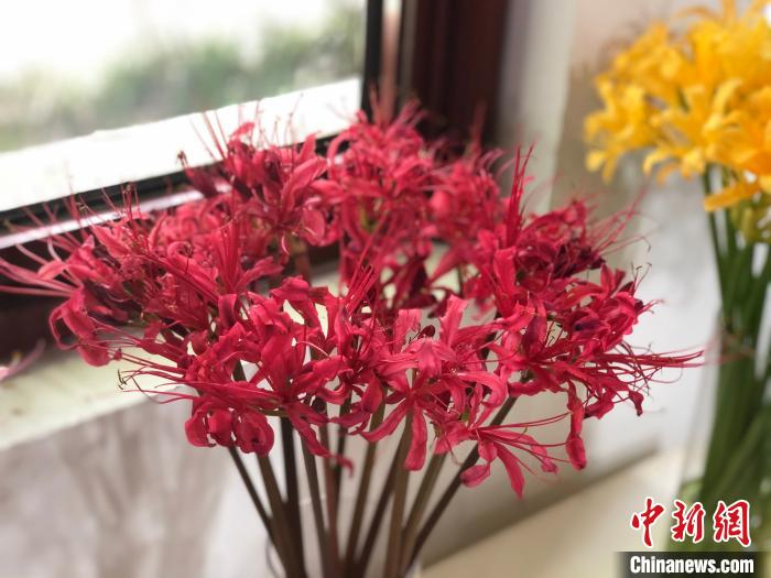 玫瑰石蒜。　徐珊珊 摄