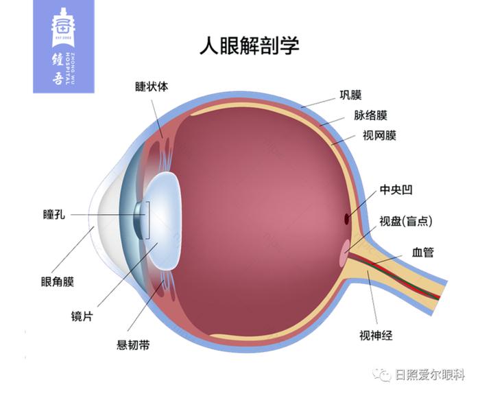 日照爱尔眼科医院完成市内首例傲迪适玻璃体腔注射手术