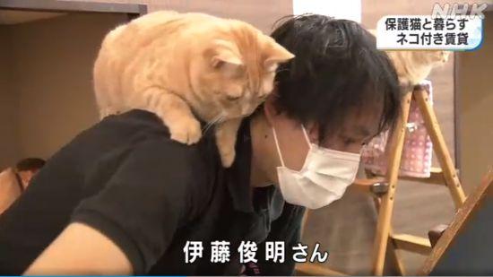 日本“猫咪公寓”招租：入住就送猫 还帮你一起养