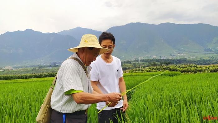 袁隆平超级稻德昌示范区：专家连续三年奔走田野中，向亩产1200公斤攻坚