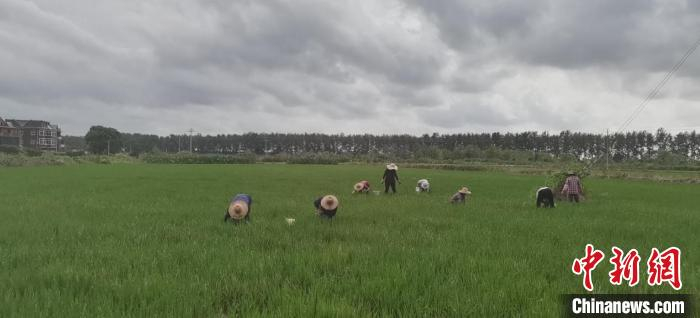 砂村村大片农田 单菁菁 摄