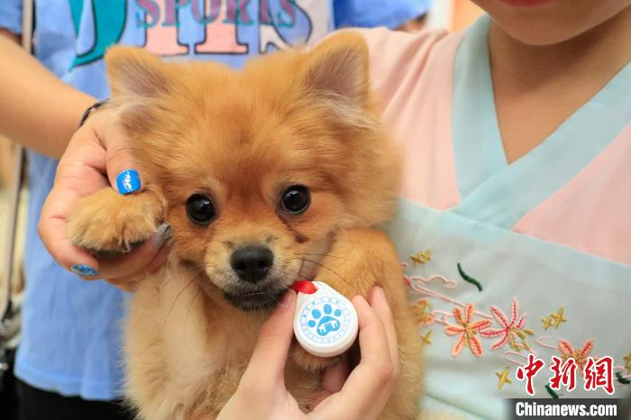 居民养的犬只获得养犬登记证。　赵明 摄