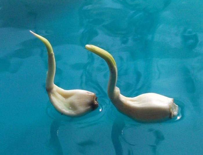 《鹅鹅鹅，曲项向天歌》。受访者供图