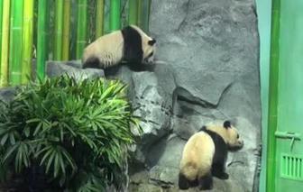 中国旅加大熊猫提前回国旅程仍未成行 鲜竹面临“断炊”