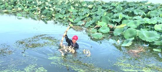 淮安市淮安区漕运镇发展荷藕等水生作物种植