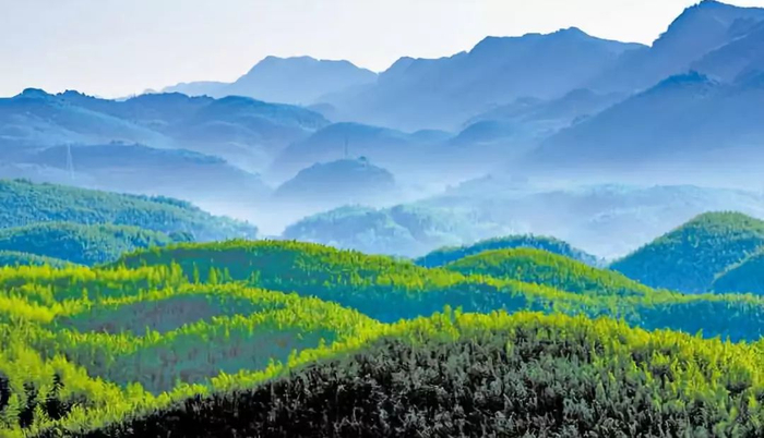 百里竹海 梁平区委宣传部供图