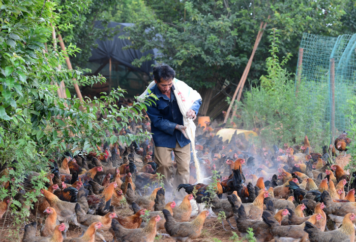 峨山彝族自治县小街街道大维堵村建档立卡户李文忠去年靠土鸡养殖纯收入达10多万元。张彤 摄