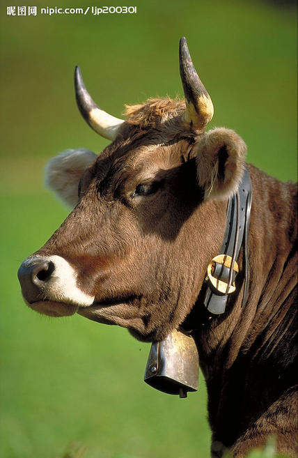 宰牛61小小说|牛|牛肉|牛头_新浪新闻