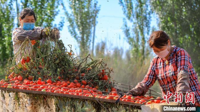 在新疆博湖县乌兰再格森乡乌兰再格村番茄地里，农牧民群众两人一组，分工协作，进行番茄采摘、装袋。　年磊 摄