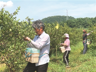  蓝莓采摘工正在辛勤劳动。