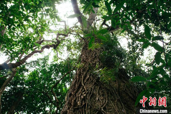 调南村见血封喉树。凌楠 摄 