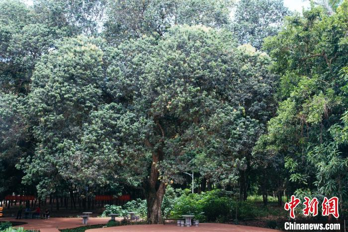 调南村百年野生荔枝树。凌楠 摄 