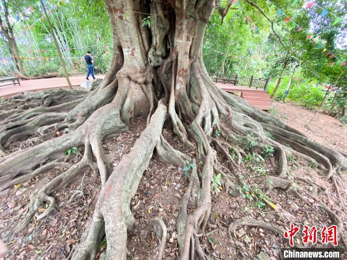 调南村黄葛榕。凌楠 摄 