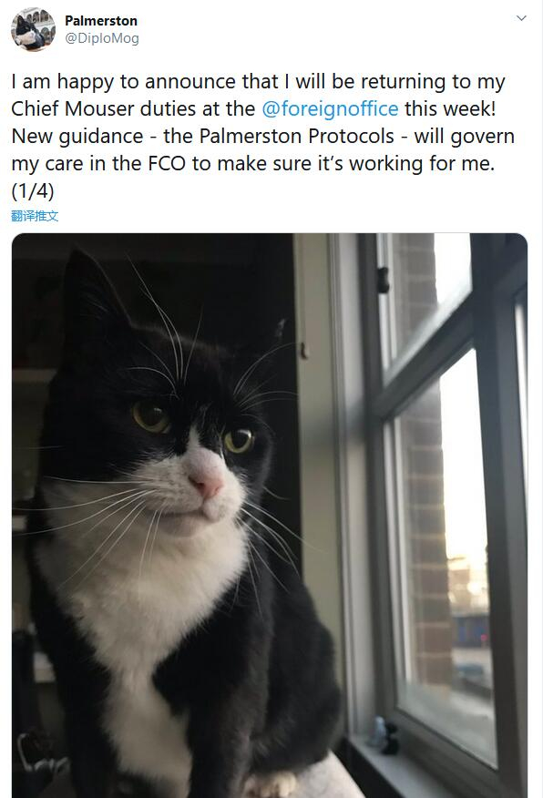 Palmerston宣布回归：这周我就回来上班啦！