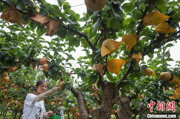 上昆氏果园内果实进入成熟期。　泱波 摄
