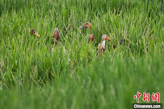 稻鸭、稻鱼共作模式发展了生态循环农业，也帮助当地农民增收、创收，带来了经济、社会、生态三重效益。　泱波 摄