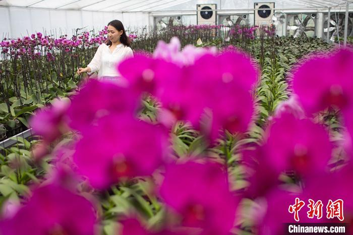 “85后”殷勤在张浦镇兰花产业园里查看兰花生长情况。殷勤2014年创业，目前她的兰花产业园种植面积达14000平方米，年产成品约20万株。　泱波 摄