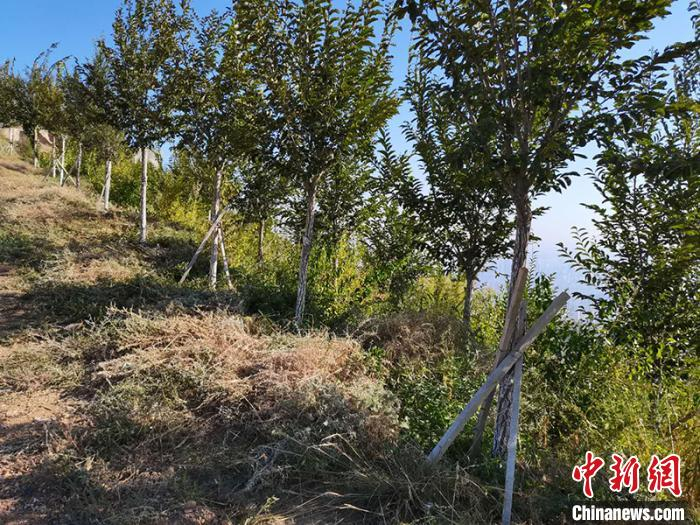 如今的雅玛里克山绿树成荫。　戚亚平 摄