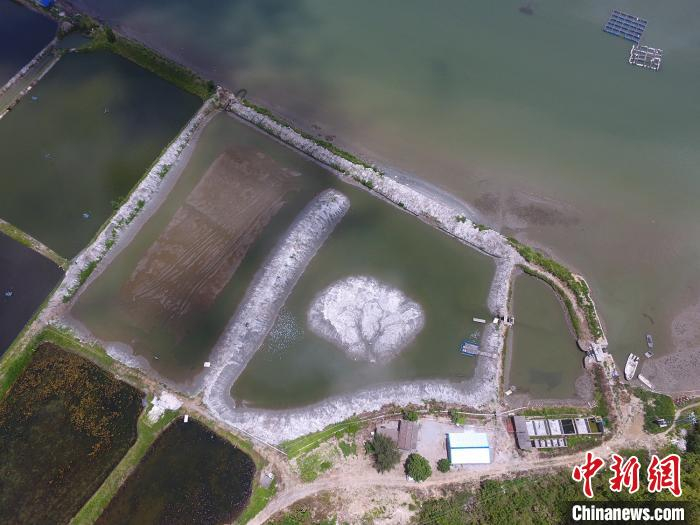 广东惠东海龟国家级自然保护区海龟野化基地。广东省林业局 供图