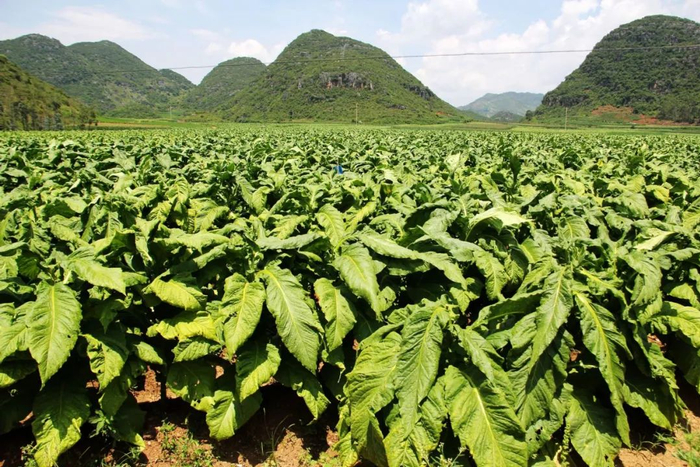 文山州丘北县双龙营烤烟种植基地 张彤 摄