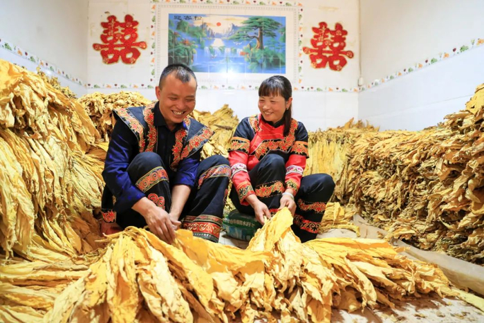 农户整理烤烟 李菊娟 摄