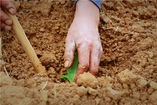 种植烤烟 李星佺 摄