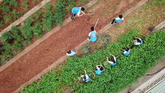 长沙市雨花区梅怡岭小学的孩子们在校园的蔬菜种植园中采摘、翻土 陈泽国/摄