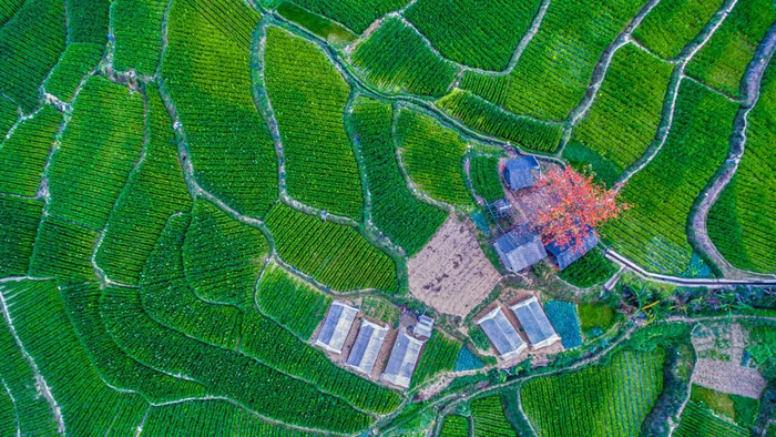 鸟瞰龙陵县烤烟种植基地 李建国 摄