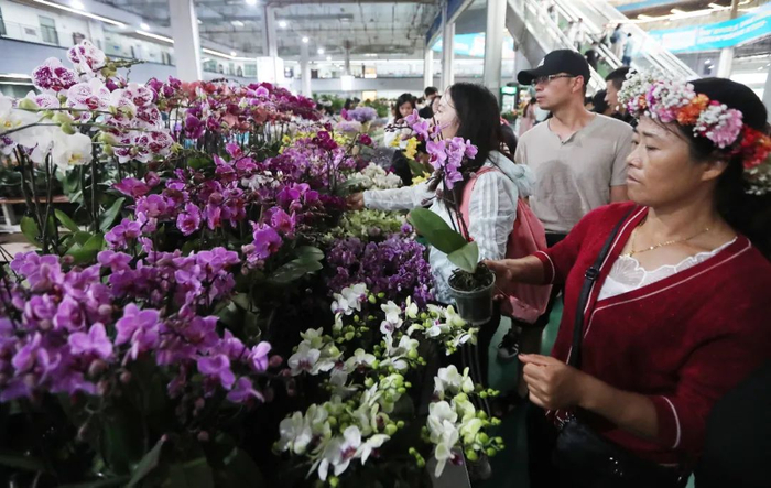 来自省外的游人在呈贡斗南花花世界选购鲜花，体验独具魅力的鲜花之旅、馨香之旅。杨峥 摄