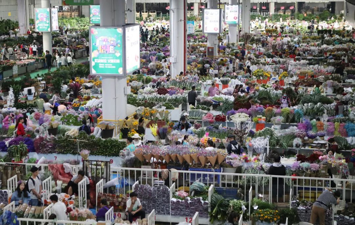 昆明斗南花花世界。杨峥 摄