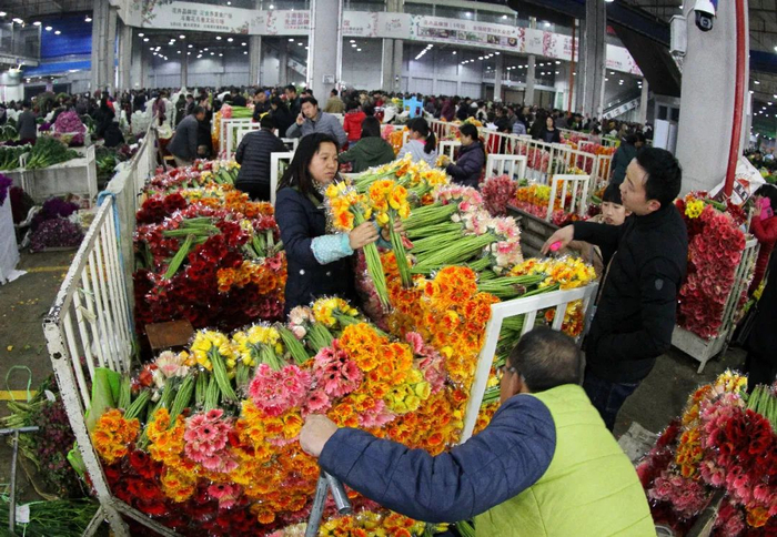 昆明斗南花卉市场产销两旺。黄喆春 摄