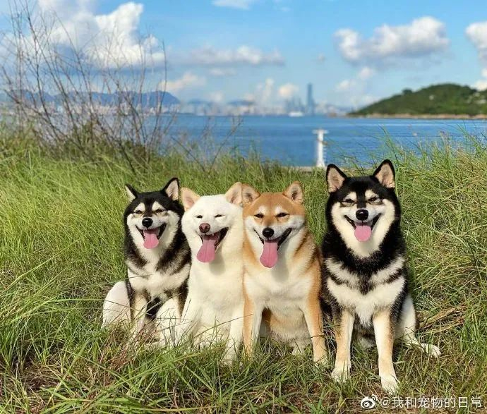 一群憨憨狗勾,感觉好像在排队嘲笑我!|排队|狗_新浪新闻