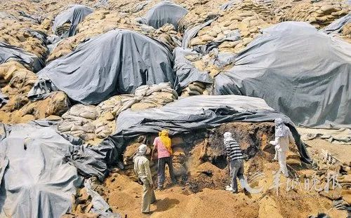 ▲印度露天堆放的粮食。印度是世界第二大粮食生产国，2012年的报道，有超过1900万吨粮食露天存放