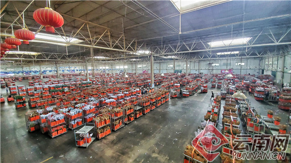 资料图：昆明国际花卉拍卖交易中心。云南网记者 张成 摄