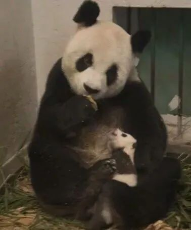 ▲哺育幼仔的雷雷。图片源自网络