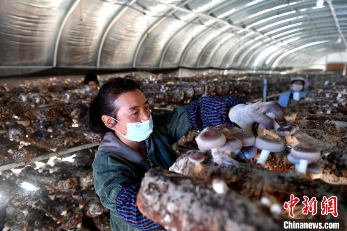     在甘肃省定西市陇西县菜子镇二十铺村食用菌种植基地，农户王石义正在采摘香菇。　吕明　摄