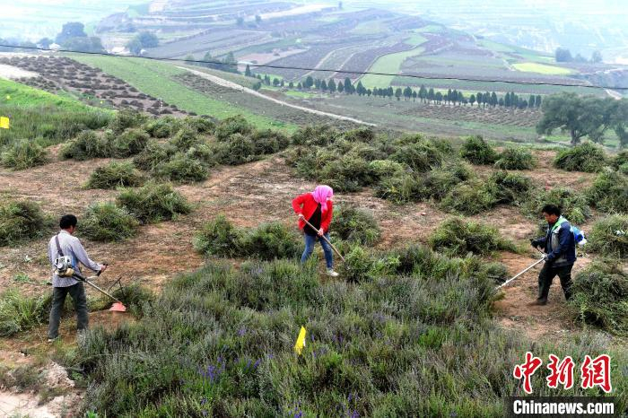 在柯寨镇千亩中药材绿色标准化种植基地里，农户们正利用农具收割中药材。　吕明 摄