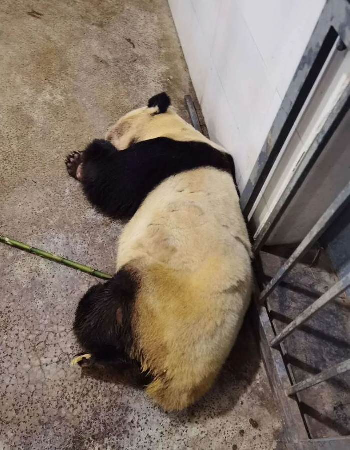 ▲病重的大熊猫雷雷。图片源自中国大熊猫保护研究中心官方微博 