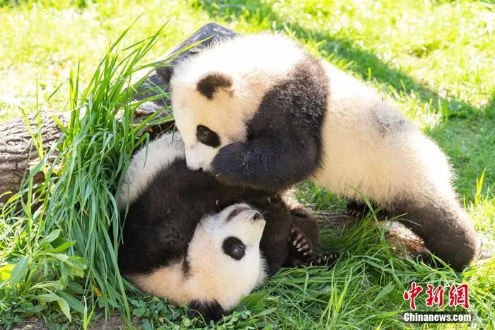 中新社发 柏林动物园 供图