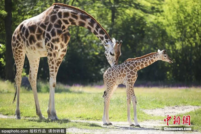 图片来源：Sipaphoto