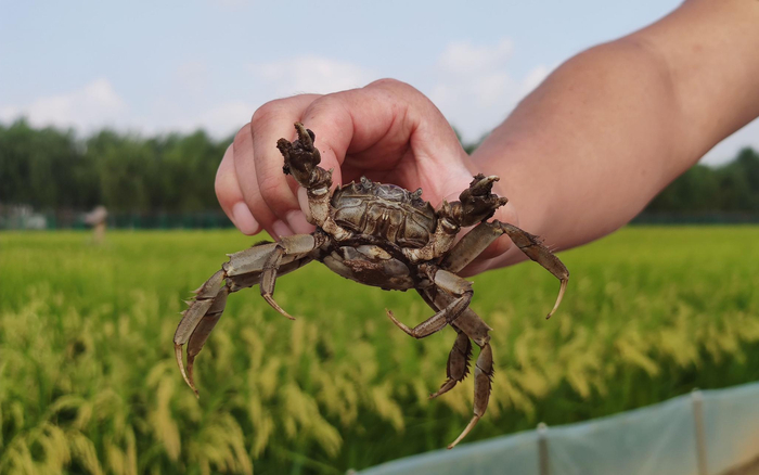 稻田蟹大概有巴掌大小。新京报记者 王巍 摄