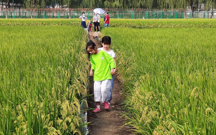 小朋友在稻田间行走。新京报记者 王巍 摄
