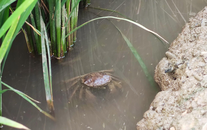 水田里的稻田蟹。新京报记者 王巍 摄
