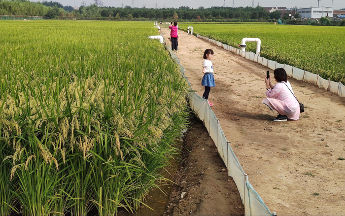 游客在稻田边上拍照。新京报记者 王巍 摄
