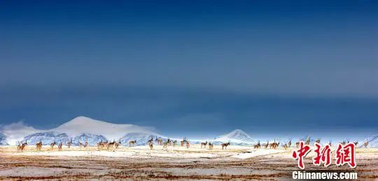 图为可可西里藏羚羊。（资料图）三江源国家公园管理局 供图