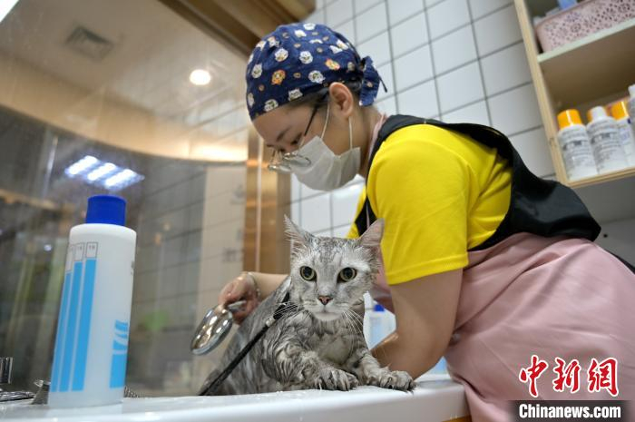 图为广西南宁市一动物医院内，工作人员为宠物猫洗香薰浴。　俞靖 摄