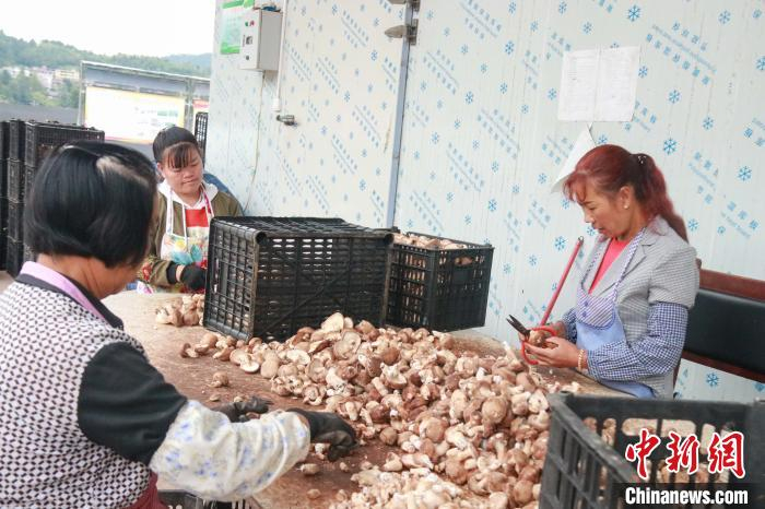 图为农户在修剪采摘的菌菇。　赵梦楠 摄