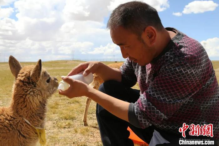 图为救护站的工作人员喂小藏羚羊。　赵凛松 摄
