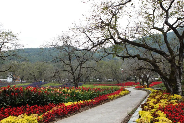 鲜花盛开的光明村 黄兴能 摄